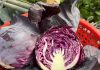 Doctors reveal that eating purple cabbage causes …. Doctors reveal that eating purple cabbage causes …. - featured image