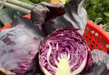 Doctors reveal that eating purple cabbage causes …. Doctors reveal that eating purple cabbage causes …. - featured image