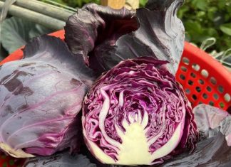 Doctors reveal that eating purple cabbage causes …. Doctors reveal that eating purple cabbage causes …. - featured image