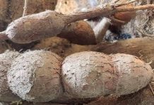 World’s deadliest food’ kills more than 200 people per year and is still eaten by 500 million World’s deadliest food’ kills more than 200 people per year and is still eaten by 500 million - featured image