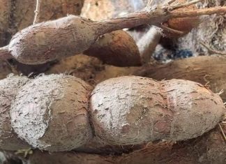 World’s deadliest food’ kills more than 200 people per year and is still eaten by 500 million World’s deadliest food’ kills more than 200 people per year and is still eaten by 500 million - featured image