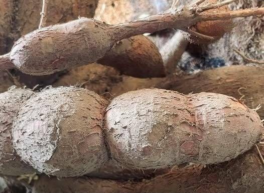 World’s deadliest food’ kills more than 200 people per year and is still eaten by 500 million World’s deadliest food’ kills more than 200 people per year and is still eaten by 500 million - featured image