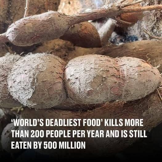 World’s deadliest food’ kills more than 200 people per year and is still eaten by 500 million - featured image World’s deadliest food’ kills more than 200 people per year and is still eaten by 500 million - featured image