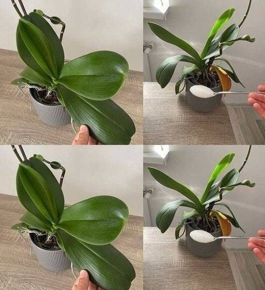 Orchids: 1 Tablespoon is Enough, and They Will Bloom Non-Stop – A Powerful Fertilizer - featured image Orchids: 1 Tablespoon is Enough, and They Will Bloom Non-Stop – A Powerful Fertilizer - featured image