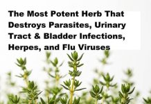 THE MOST POTENT HERB THAT DESTROYS PARASITES, URINARY TRACT & BLADDER INFECTIONS, HERPES, AND FLU VIRUSES THE MOST POTENT HERB THAT DESTROYS PARASITES, URINARY TRACT & BLADDER INFECTIONS, HERPES, AND FLU VIRUSES - featured image