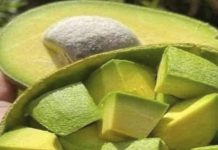 Doctors reveal that eating avocado causes in Doctors reveal that eating avocado causes in - featured image