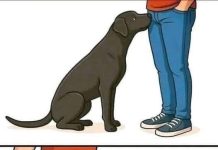 Why Dogs Sniff Our Most Private Areas: Understanding the Science, Instincts, Emotional Intelligence, Communication Signals, Boundaries, and Deep Bond Behind This Natural Canine Behavior That Often Embarrasses Humans but Reveals Remarkable Insight Into How Dogs Perceive People Through Scent, Chemistry, and Compassionate Sensory Awareness Why Dogs Sniff Our Most Private Areas: Understanding the Science, Instincts, Emotional Intelligence, Communication Signals, Boundaries, and Deep Bond Behind This Natural Canine Behavior That Often Embarrasses Humans but Reveals Remarkable Insight Into How Dogs Perceive People Through Scent, Chemistry, and Compassionate Sensory Awareness - featured image