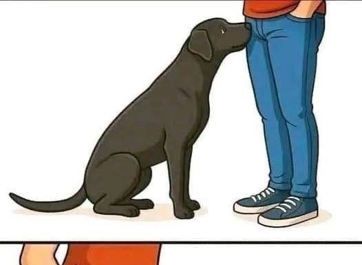 Why Dogs Sniff Our Most Private Areas: Understanding the Science, Instincts, Emotional Intelligence, Communication Signals, Boundaries, and Deep Bond Behind This Natural Canine Behavior That Often Embarrasses Humans but Reveals Remarkable Insight Into How Dogs Perceive People Through Scent, Chemistry, and Compassionate Sensory Awareness Why Dogs Sniff Our Most Private Areas: Understanding the Science, Instincts, Emotional Intelligence, Communication Signals, Boundaries, and Deep Bond Behind This Natural Canine Behavior That Often Embarrasses Humans but Reveals Remarkable Insight Into How Dogs Perceive People Through Scent, Chemistry, and Compassionate Sensory Awareness - featured image