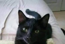 What It Can Mean When a Black Cat Approaches You What It Can Mean When a Black Cat Approaches You - featured image