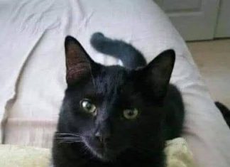 What It Can Mean When a Black Cat Approaches You What It Can Mean When a Black Cat Approaches You - featured image