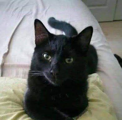 What It Can Mean When a Black Cat Approaches You What It Can Mean When a Black Cat Approaches You - featured image