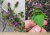 Purple Deadnettle (Lamium purpureum): A Hidden Gem of Medicinal and Practical Uses Purple Deadnettle (Lamium purpureum): A Hidden Gem of Medicinal and Practical Uses - featured image