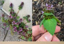 Purple Deadnettle (Lamium purpureum): A Hidden Gem of Medicinal and Practical Uses Purple Deadnettle (Lamium purpureum): A Hidden Gem of Medicinal and Practical Uses - featured image
