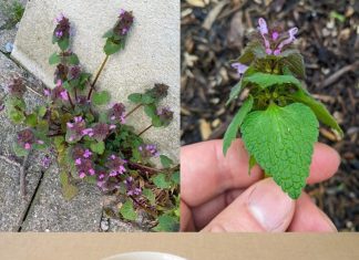 Purple Deadnettle (Lamium purpureum): A Hidden Gem of Medicinal and Practical Uses Purple Deadnettle (Lamium purpureum): A Hidden Gem of Medicinal and Practical Uses - featured image