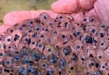 A Farmer Found Strange Eggs in His Field—What Hatched Changed His Life Forever A Farmer Found Strange Eggs in His Field—What Hatched Changed His Life Forever - featured image