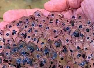 A Farmer Found Strange Eggs in His Field—What Hatched Changed His Life Forever A Farmer Found Strange Eggs in His Field—What Hatched Changed His Life Forever - featured image