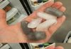 Why Are Ice Cubes in My Fridge Gray? (And How to Fix It Fast!) Why Are Ice Cubes in My Fridge Gray? (And How to Fix It Fast!) - featured image