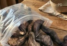 5 Warning Signs a Wild Forest Root May Not Be Safe to Eat 5 Warning Signs a Wild Forest Root May Not Be Safe to Eat - featured image