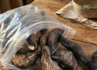 5 Warning Signs a Wild Forest Root May Not Be Safe to Eat 5 Warning Signs a Wild Forest Root May Not Be Safe to Eat - featured image