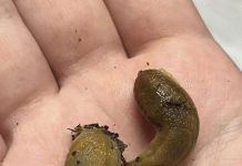 If Slugs Keep Visiting Your House, Check This Immediately If Slugs Keep Visiting Your House, Check This Immediately - featured image