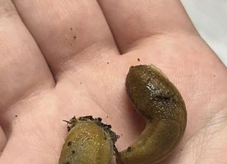 If Slugs Keep Visiting Your House, Check This Immediately If Slugs Keep Visiting Your House, Check This Immediately - featured image