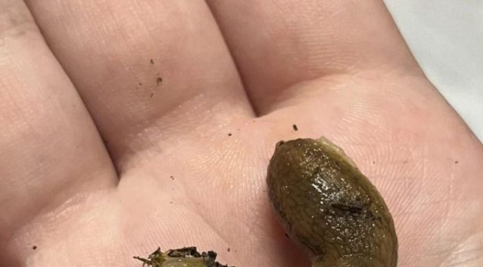 If Slugs Keep Visiting Your House, Check This Immediately If Slugs Keep Visiting Your House, Check This Immediately - featured image