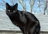 What does it mean to meet a black cat? What does it mean to meet a black cat? - featured image