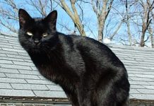 What does it mean to meet a black cat? What does it mean to meet a black cat? - featured image