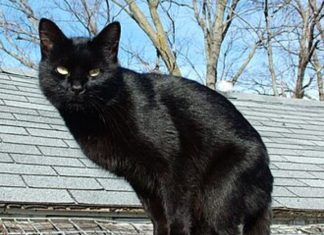 What does it mean to meet a black cat? What does it mean to meet a black cat? - featured image