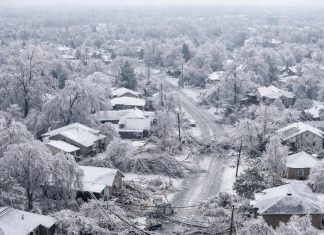 Severe Ice Storm AnimalsLife - featured image