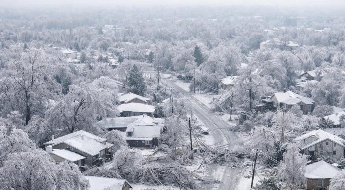 Severe Ice Storm AnimalsLife - featured image