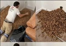 A Strange Smell Led Him to the Wall — What Was Hidden Behind It Surprised Everyone A Strange Smell Led Him to the Wall — What Was Hidden Behind It Surprised Everyone - featured image