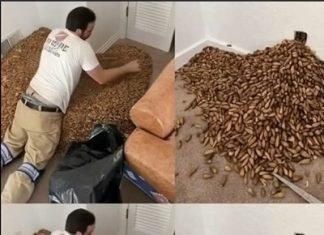 A Strange Smell Led Him to the Wall — What Was Hidden Behind It Surprised Everyone A Strange Smell Led Him to the Wall — What Was Hidden Behind It Surprised Everyone - featured image