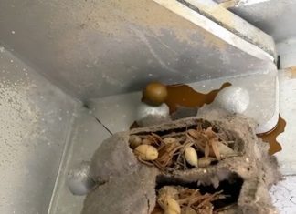 I Discovered Something Unexpected in the Back Corner of My Garage I Discovered Something Unexpected in the Back Corner of My Garage - featured image