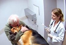 Just Before His Final Goodbye, the Dog Did Something That Touched Everyone’s Heart Just Before His Final Goodbye, the Dog Did Something That Touched Everyone’s Heart - featured image