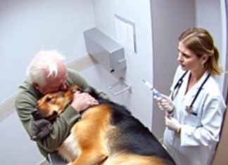 Just Before His Final Goodbye, the Dog Did Something That Touched Everyone’s Heart Just Before His Final Goodbye, the Dog Did Something That Touched Everyone’s Heart - featured image