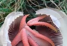 A Strange, Smelly Red Object Showed Up in My Yard — What It Turned Out to Be Shocked Me A Strange, Smelly Red Object Showed Up in My Yard — What It Turned Out to Be Shocked Me - featured image