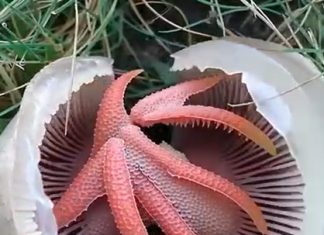 A Strange, Smelly Red Object Showed Up in My Yard — What It Turned Out to Be Shocked Me A Strange, Smelly Red Object Showed Up in My Yard — What It Turned Out to Be Shocked Me - featured image