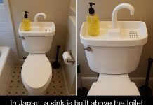 If you see this growing in your yard, don’t destroy it under any circumstances If you see this growing in your yard, don’t destroy it under any circumstances - featured image