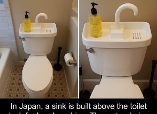 If you see this growing in your yard, don’t destroy it under any circumstances If you see this growing in your yard, don’t destroy it under any circumstances - featured image