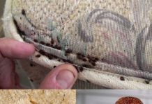 Goodbye bed bugs: simple and natural solutions to eliminate them Goodbye bed bugs: simple and natural solutions to eliminate them - featured image