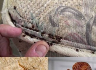 Goodbye bed bugs: simple and natural solutions to eliminate them Goodbye bed bugs: simple and natural solutions to eliminate them - featured image
