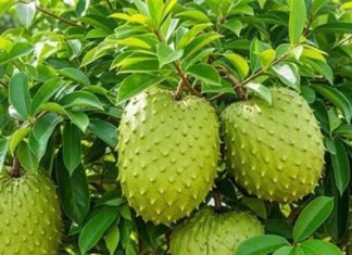 Did you know that with soursop leaf we can prevent with… Did you know that with soursop leaf we can prevent with… - featured image