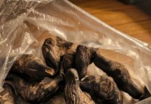 5 Signs You Should NOT Eat This Wild Forest Root 5 Signs You Should NOT Eat This Wild Forest Root - featured image