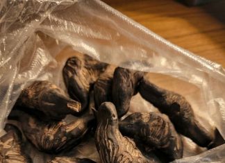 5 Signs You Should NOT Eat This Wild Forest Root 5 Signs You Should NOT Eat This Wild Forest Root - featured image