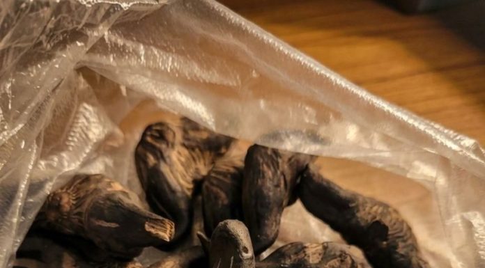 5 Signs You Should NOT Eat This Wild Forest Root 5 Signs You Should NOT Eat This Wild Forest Root - featured image