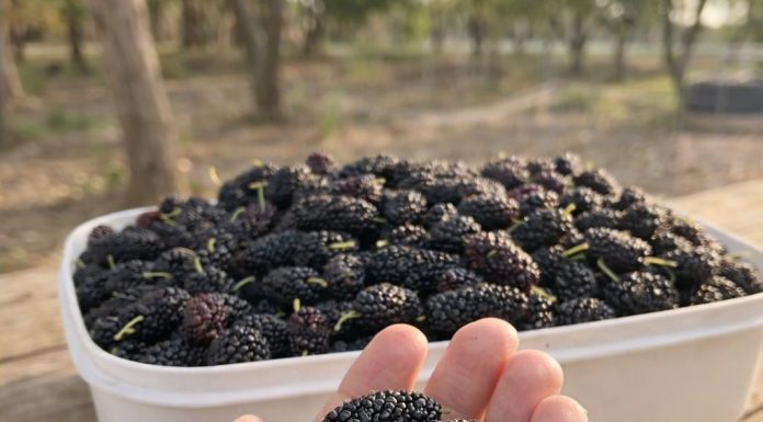 Have You Tried This Seasonal Fruit? Here’s Why It’s So Good for You Have You Tried This Seasonal Fruit? Here’s Why It’s So Good for You - featured image