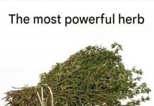 THE MOST POTENT HERB THAT DESTROYS PARASITES, URINARY TRACT THE MOST POTENT HERB THAT DESTROYS PARASITES, URINARY TRACT - featured image