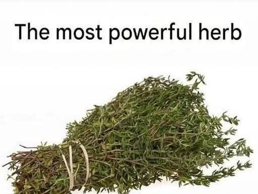 THE MOST POTENT HERB THAT DESTROYS PARASITES, URINARY TRACT THE MOST POTENT HERB THAT DESTROYS PARASITES, URINARY TRACT - featured image