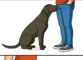 Why Dogs Sniff Our Most Private Areas: Understanding the Science, Instincts, Emotional Intelligence, Communication Signals, Boundaries, and Deep Bond Behind This Natural Canine Behavior That Often Embarrasses Humans but Reveals Remarkable Insight Into How Dogs Perceive People Through Scent, Chemistry, and Compassionate Sensory Awareness Why Dogs Sniff Our Most Private Areas: Understanding the Science, Instincts, Emotional Intelligence, Communication Signals, Boundaries, and Deep Bond Behind This Natural Canine Behavior That Often Embarrasses Humans but Reveals Remarkable Insight Into How Dogs Perceive People Through Scent, Chemistry, and Compassionate Sensory Awareness - featured image